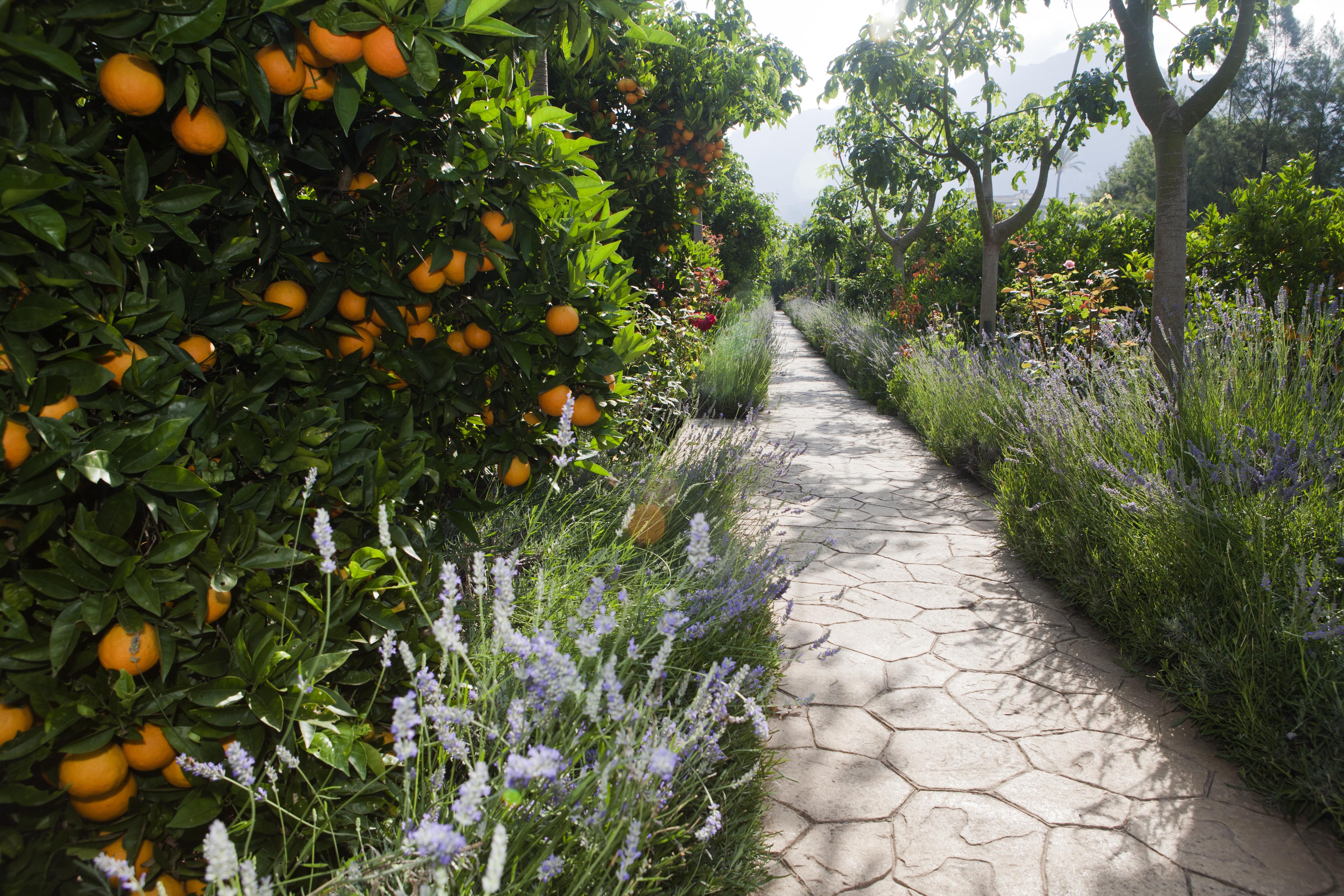 Finca Ca'S Curial - Agroturismo - Adults Only Сольер Экстерьер фото